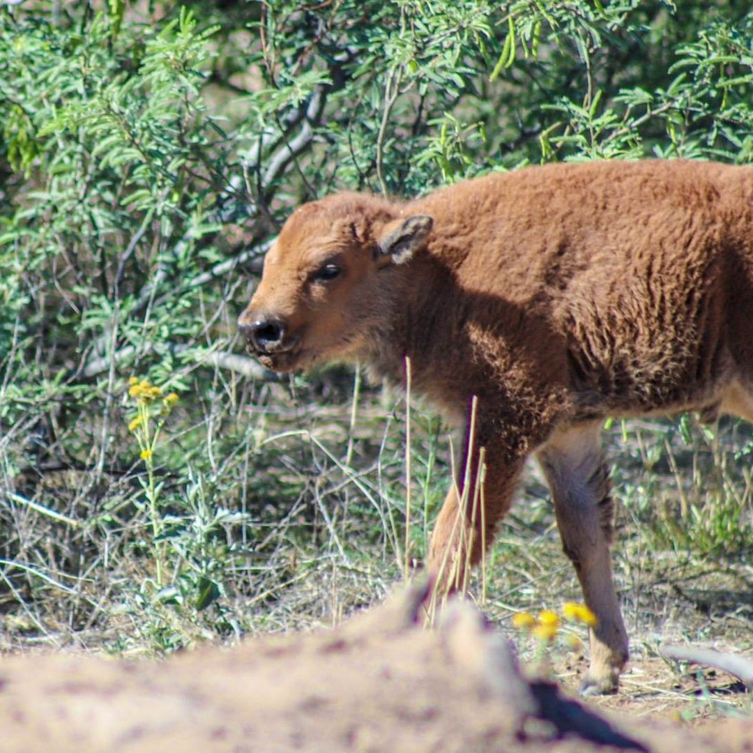 Nacen Primeras Crías de Bisonte Americano Reintroducido en Sonora