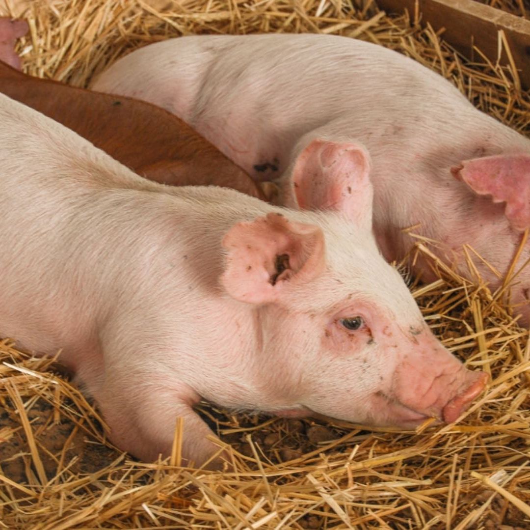 Carrera de Borregos y Juego de Puerco Encebado Cancelado en Eloxochitlán Zacatlán Puebla