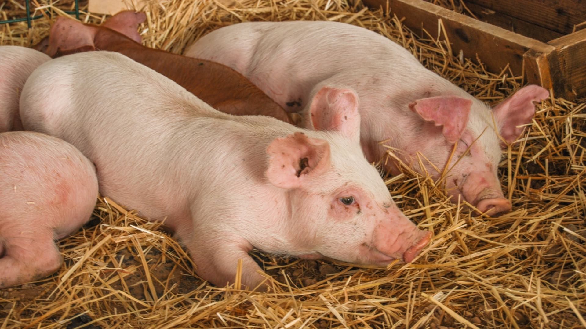 Carrera de Borregos y Juego de Puerco Encebado Cancelado en Eloxochitlán Zacatlán Puebla