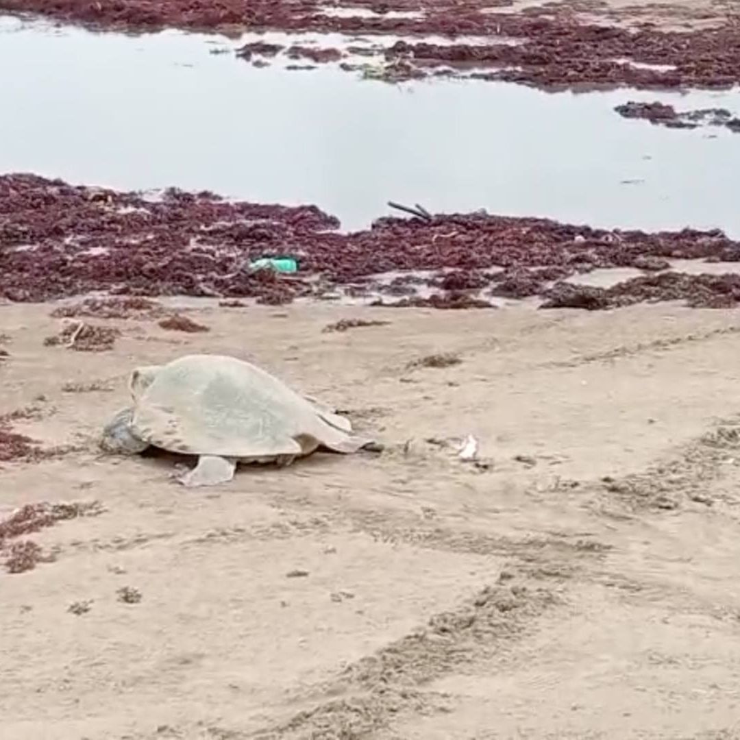 Denuncian Exhumaciones Ilegales de Nidos de Tortugas en Playas del Sur de Veracruz Tráfico de Huevos