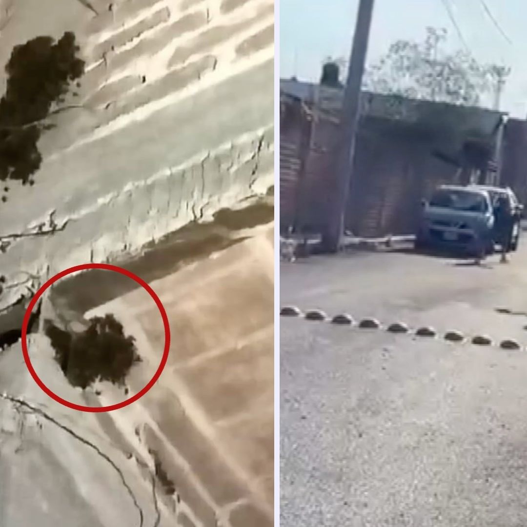 Enjambre de Abejas Ataca a Personas en Zacatecas