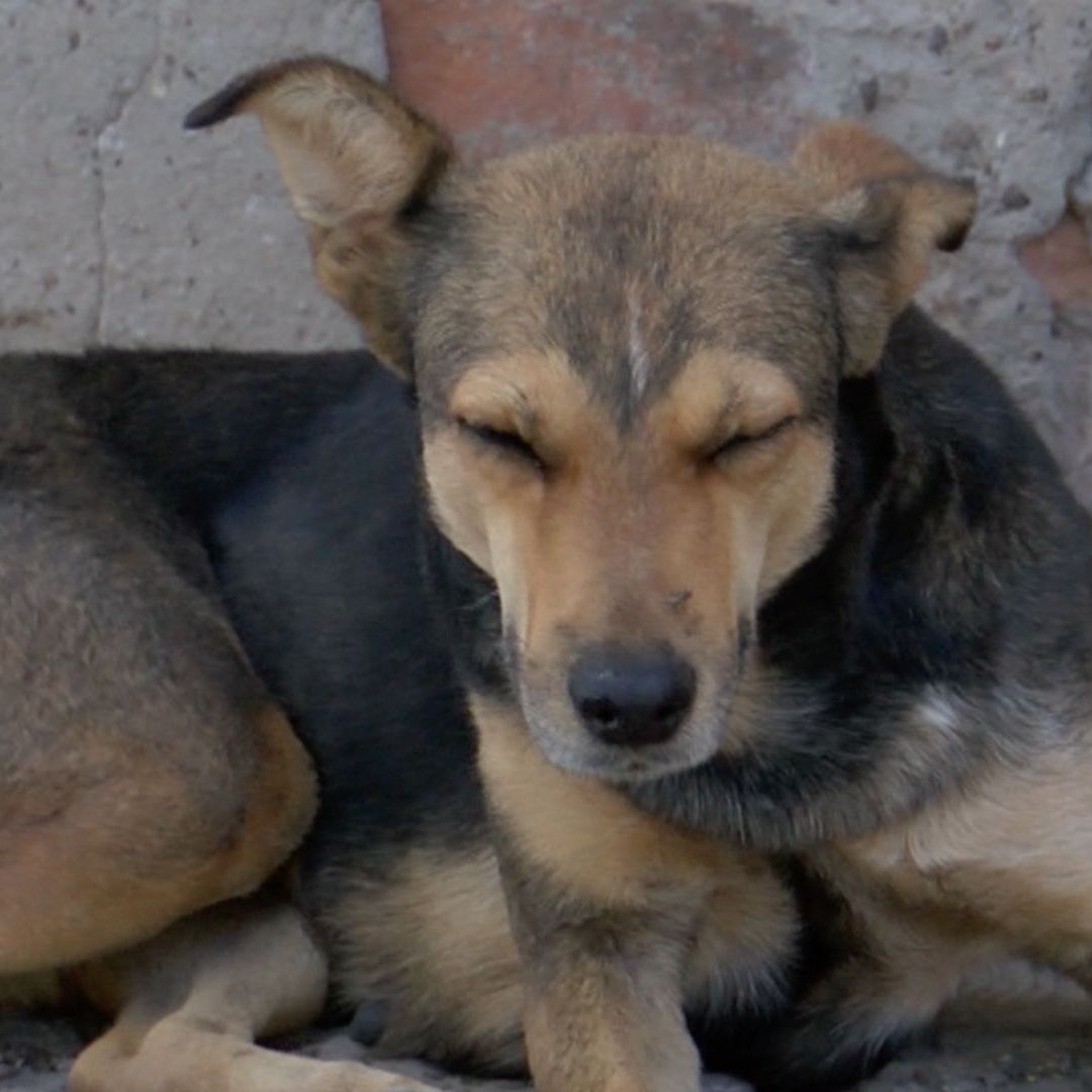 Confirman Primer Caso de Gusano Barrenador de Ganado en un Perro en Coahuila