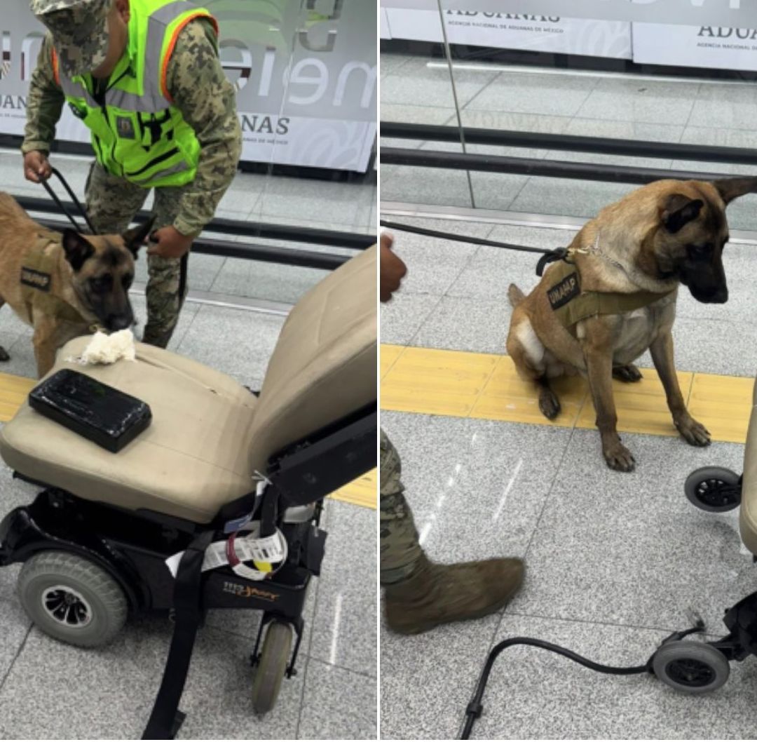 Binomio Canino Detecta Droga en Silla de Ruedas en el AICM; Decomiso Equivale a 2 MDP