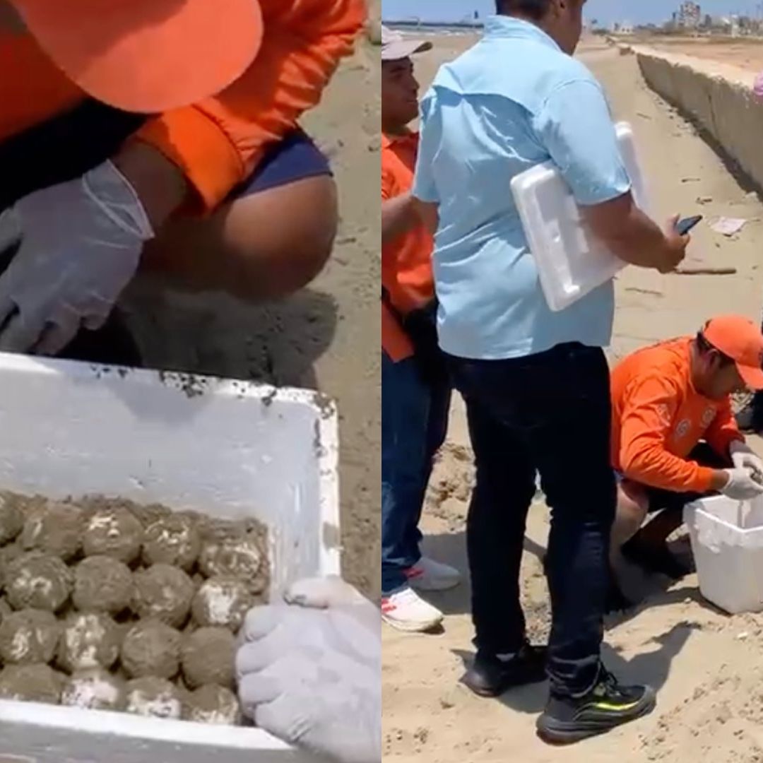 resguardo de huevos de tortuga lora hallados en el sur de Veracruz