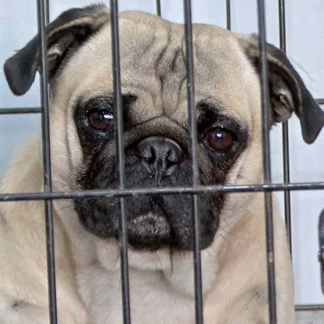 Captan a Adolescente Arrojando a Cachorros Contra Alambre de Púas en Gómez Palacio
