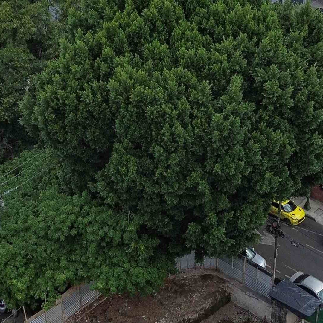 El árbol Laureano, en la alcaldía Benito Juárez