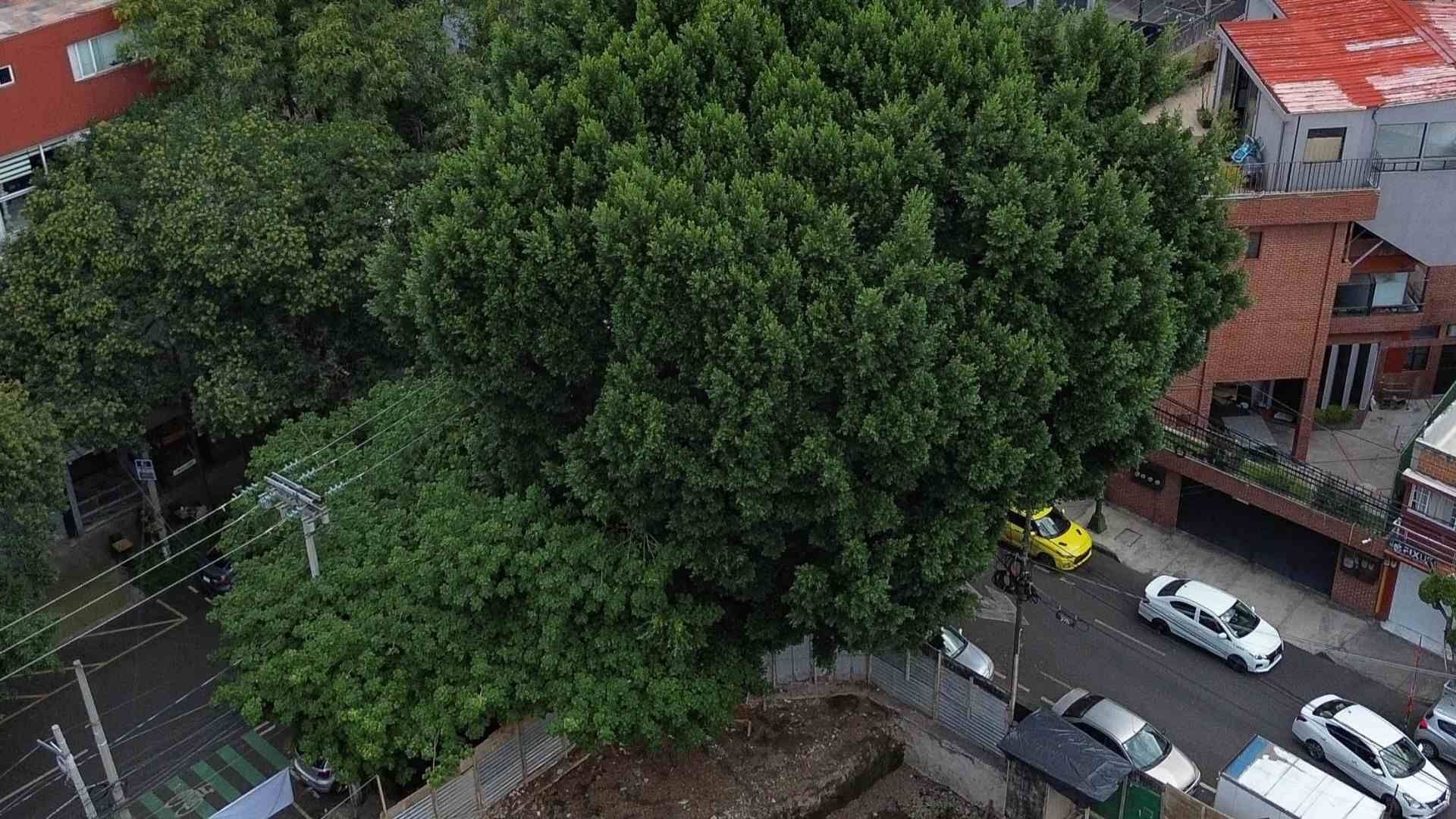 El árbol Laureano, en la alcaldía Benito Juárez