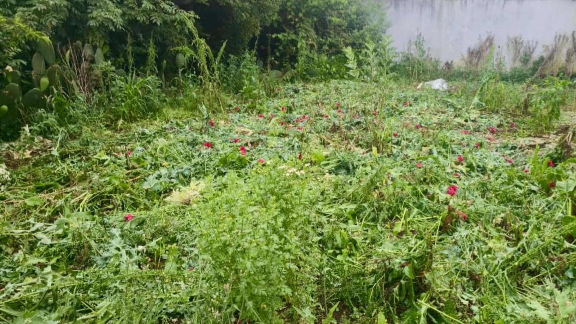 Cultivos Plantío de Amapola y Marihuana Asegurados en Atempan Puebla Suman 700 Plantas Detectadas