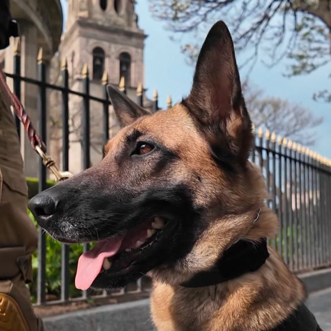 Doma se unió a la Policía de Guadalajara para resguardar la seguridad de los tapatíos