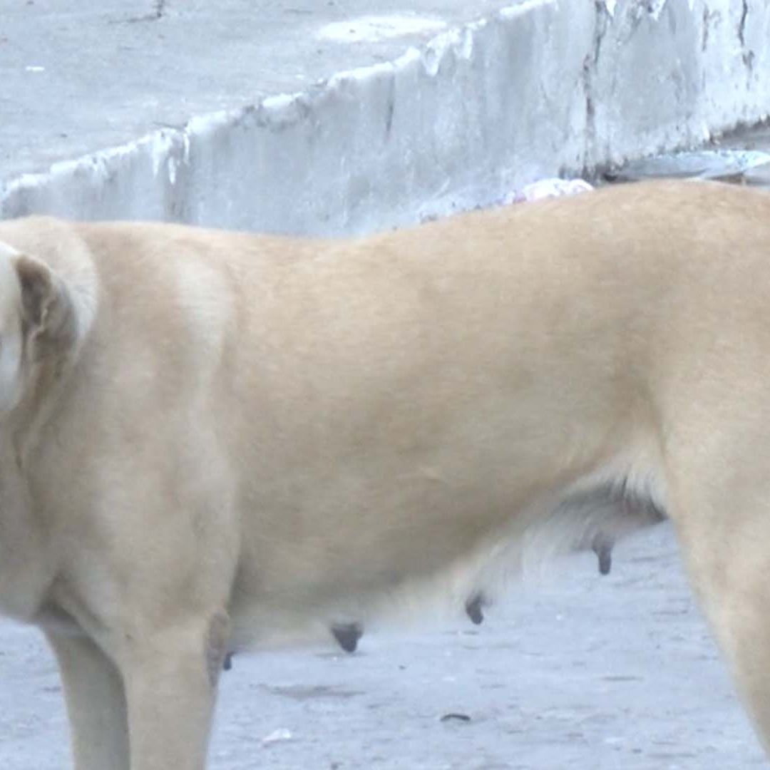Ciudad Victoria Acumula 12 Casos de Gusano Barrenador Principalmente en Perros con Heridas