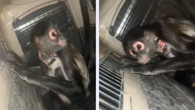 El mono araña está fuera de peligro. Foto: Policía de Guadalajara