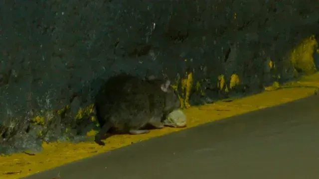 Ratas toman el control bajo la Plaza Tapatía.  Foto: N+