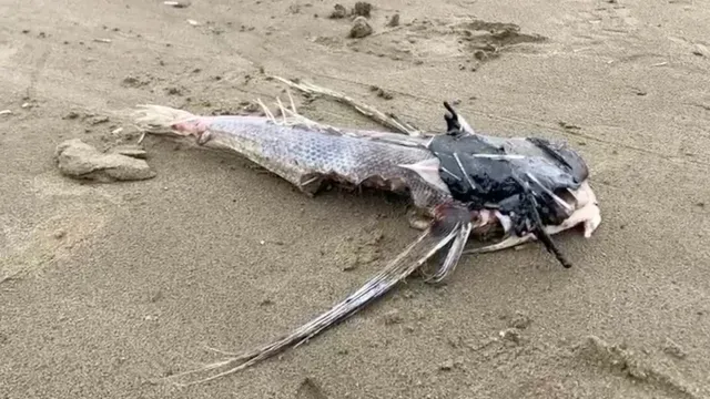Localizan muerto un pez volador fue hallado con restos de hidrocarburo. Foto: N+