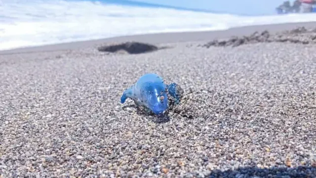 Dragón Azul en Michoacán.