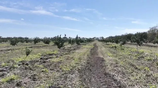 Presencia de Dragón Amarillo en Tamaulipas