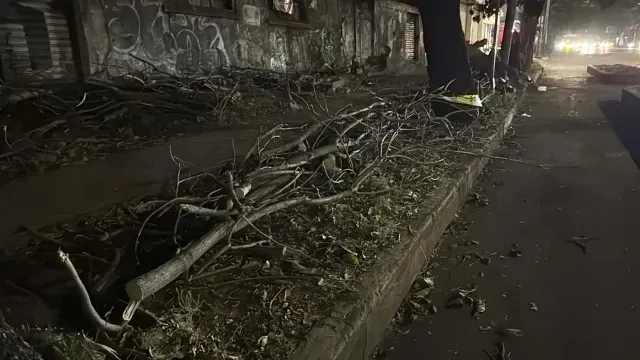 Árboles derribados tras choque de auto en Insurgentes Sur. Foto: N+