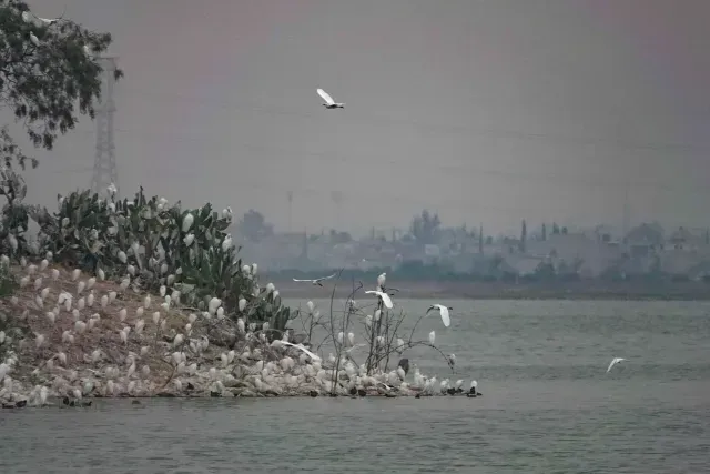 Aves como la monjita americana, garza blanca, garza de dedos dorados y pato mexicano han regresado al Lago de Texcoco tras su recuperación ambiental como área natural protegida Lago Nabor Carrillo