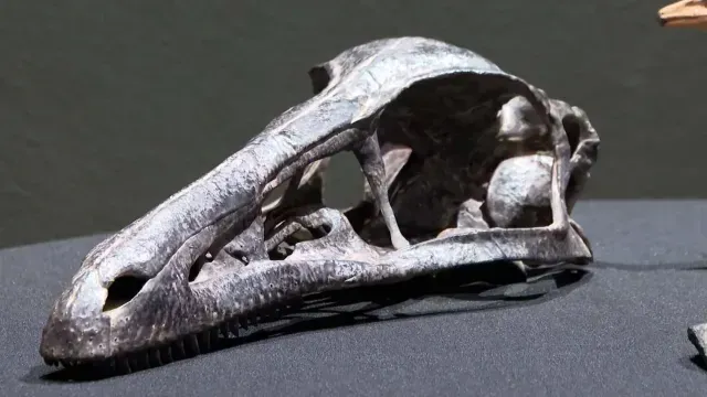 Xenovenator Espinosai en Coahuila