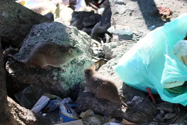 La acumulación de basura y la falta de higiene en espacios públicos favorecen la sobrepoblación de ratas en zonas emblemáticas de la CDMX