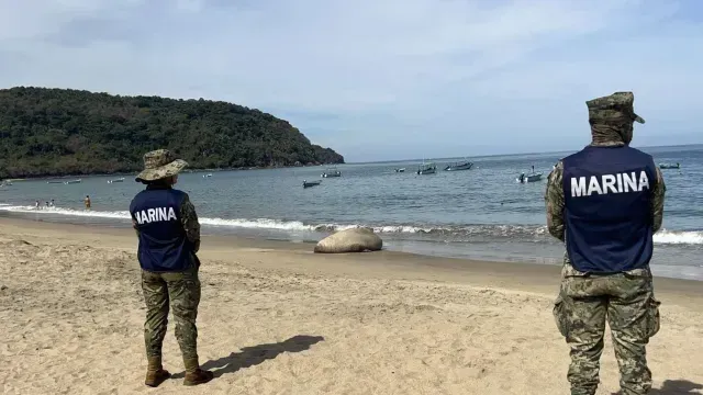 Elefante marino descana en la playa