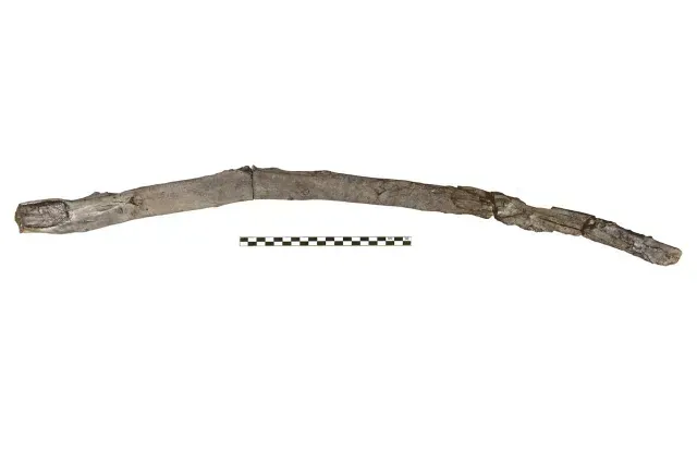 Herramienta de madera hallada en Grecia, posiblemente hecha por neandertales