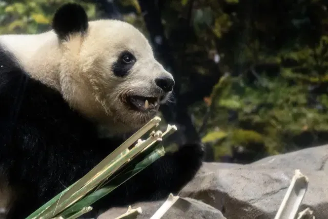 La panda Xiao Xiao en su último día en Japón antes de volver a China