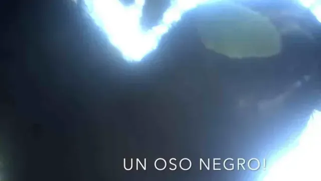 Captan Oso Negro en la Sierra Gorda Queretana