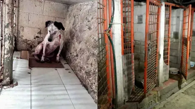 De acuerdo con la Jefa de Gobierno de la CDMX, las ratas mordian y se comián a los perros.