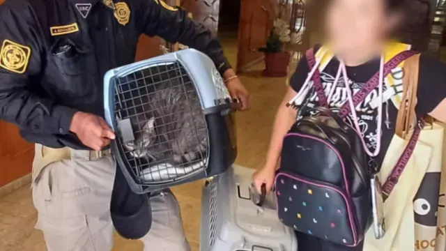 Animales afectados tras explosión en Paseos de Taxqueña. Foto: SSC-CDMX