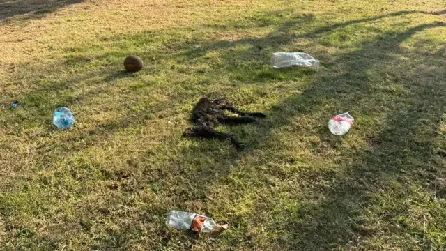 Así encontraron a uno de los perritos que presuntamente mató el hombre que fue detenido. Foto: N+