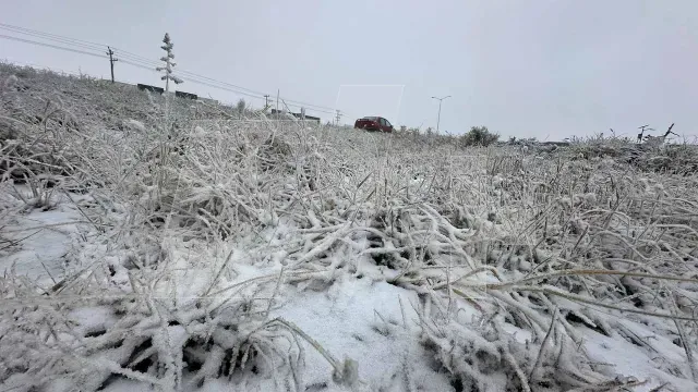 CONGELA SALTILLO
