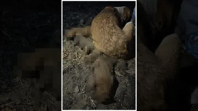 Investigan si el incendio de pastizal fue intencional para lastimar a la camada. Foto: X @quorum_mx