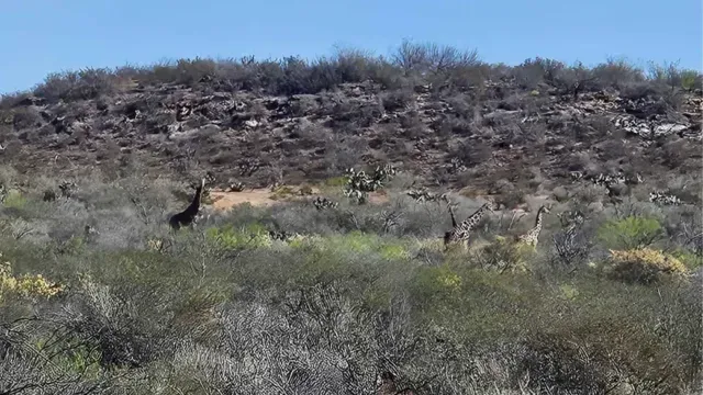 JIRAFAS EN COAHUILA