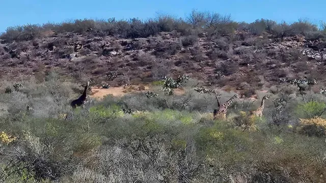 Aparacen-Jirafas-en-Coahuila