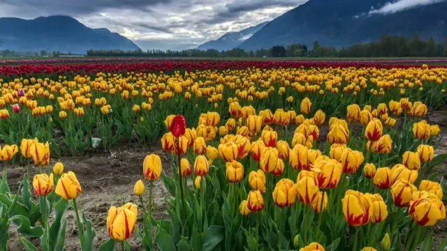 Tulipanes amarillos