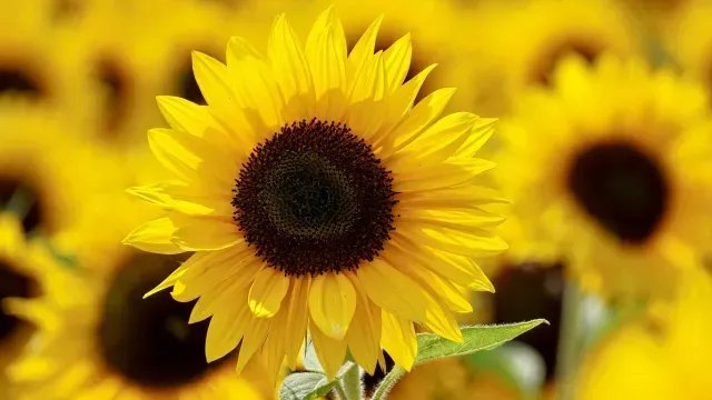 Girasoles