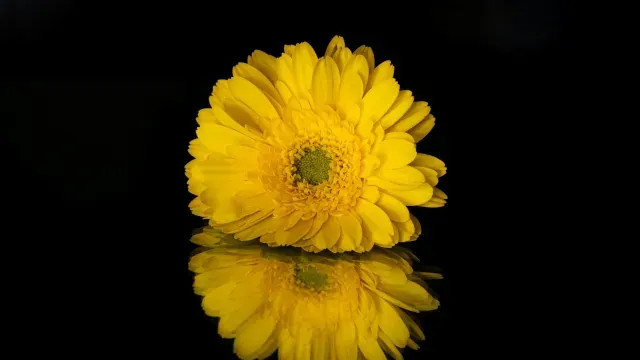Gerberas amarillas