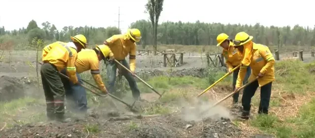 Brigadistas retiran la vegetación para prevenir incendios