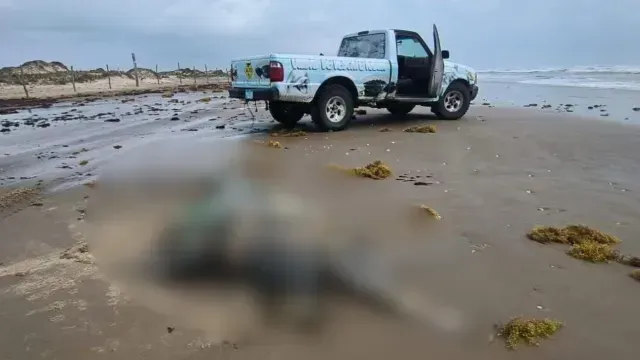 Encuentran Tortuga Sin Vida en Playa de Matamoros