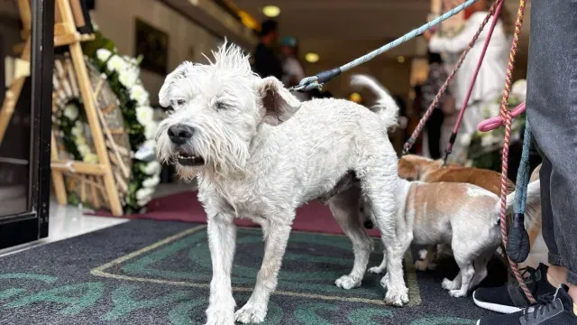 Perritos de Berenice Giles.  Foto: N+