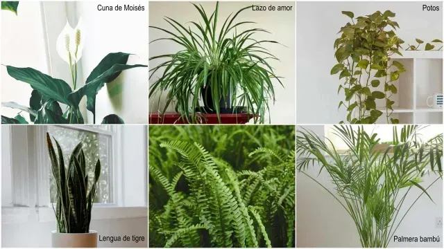 Distintas plantas que regulan la temperatura. Fotos: Unsplash
