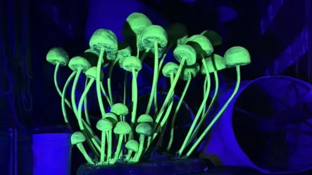 Así Serán los Hongos y Experiencia Bioluminiscente en Spora: Festival Bosque de Chapultepec 2025