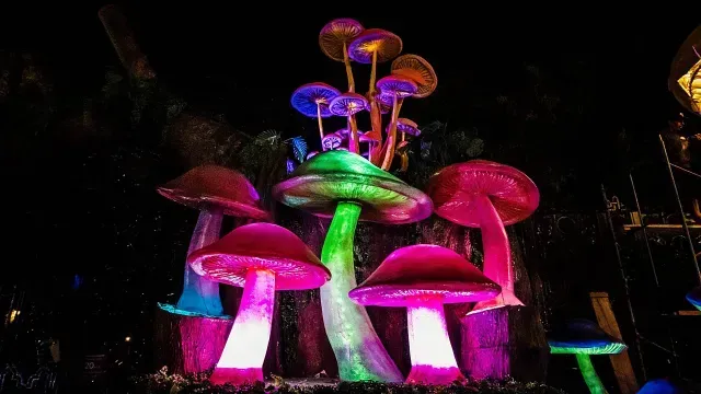 En el Festival Spora 2025 se podrán observar macrohongos iluminados