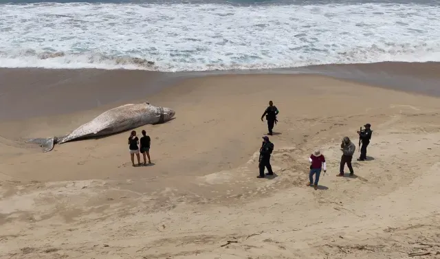 Ballena jorobada muerta en Guerrero