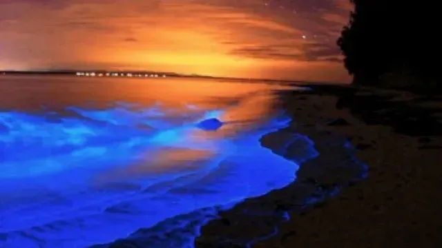 Bioluminiscencia en Laguna de Manialtepec, Oaxaca. Foto: X @SECTUR_mx