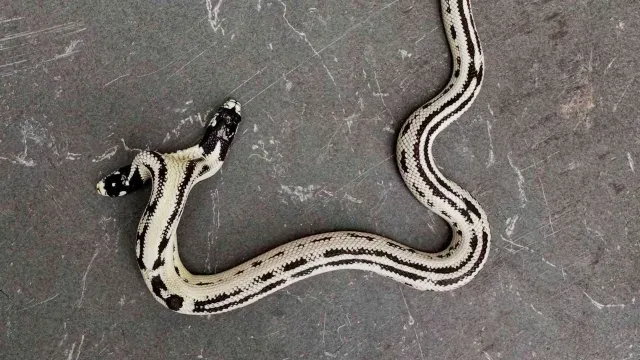 serpiente de dos cabezas