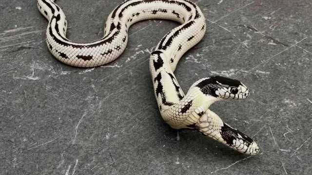 Serpiente real de dos cabezas