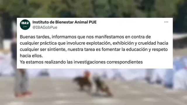 Bienestar Animal investiga la pelea de gallos al interior del CENHCH en Puebla. Foto X @IBAGobPue