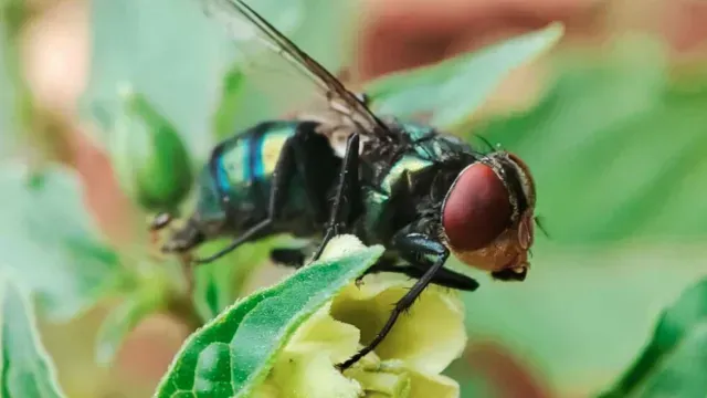 La mosca del gusano barrenador es capaz de detectar las moléculas del olor de la sangre. Foto: UNAM