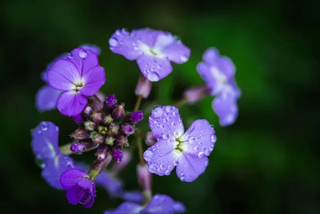 Las flores surgieron en el Cretácico hace 132 millones de años